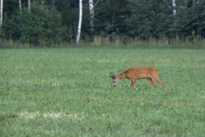 Sodyboje – vienas žiauriausių ir draudžiamų medžioklės įrankių