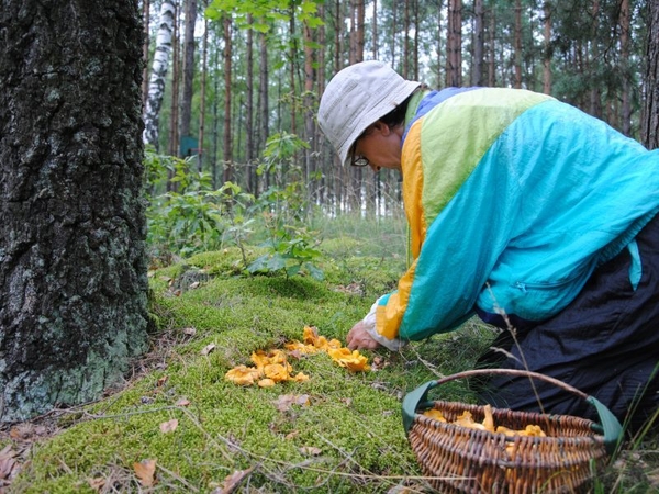 Į mišką – gelbėti grybautojų: pasiklydo net trys