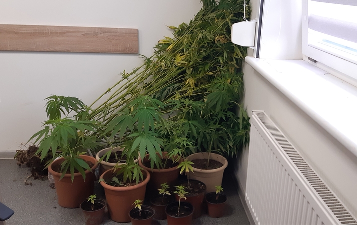 Plungės policijos laimikis – sodyboje auginamos kanapės ir jų daigai (atnaujinta)
