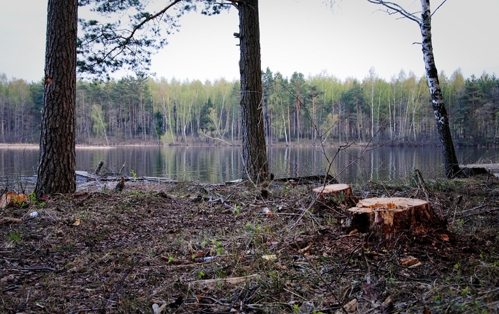 Prokuratūra tiria valstybinio miško kirtimą Molėtų rajone