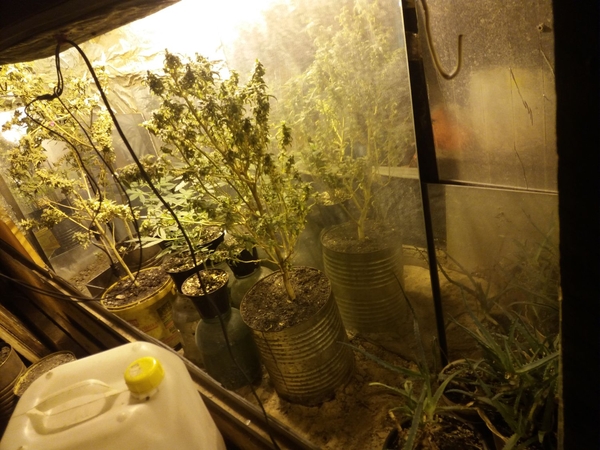 Kanapų auginimo laboratorija.