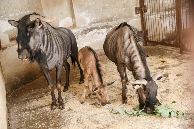 Lietuvos zoologijos sode - būrys jauniklių