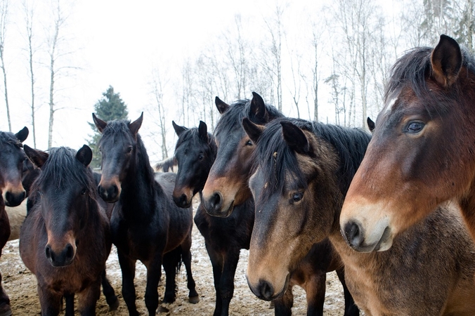 Į Lietuvos žirgyno skandalą įsikišo ir Antikorupcijos komisija: įžvelgia „kriminalą“?