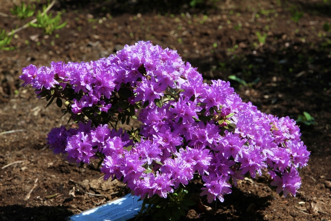 Prasideda didysis rododendrų žydėjimas