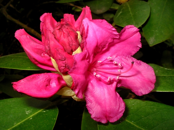 Dubravos arboretume skleidžiasi įspūdinga rododendrų kolekcija