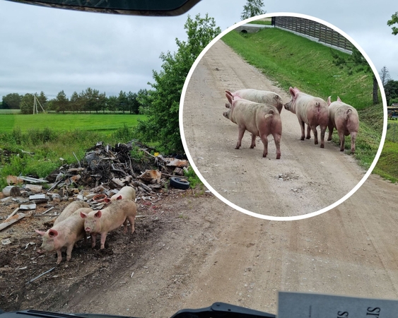 Mastaičiuose po gatves laisvai vaikštinėjo grupelė kiaulių: išėjo pasiganyti?