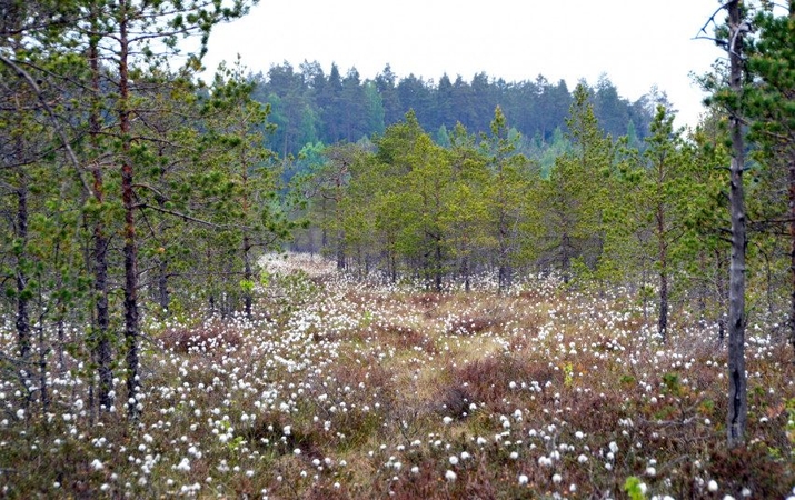 „Natura 2000“ saugomų teritorijų tinklas papildytas dar 15 naujų vietovių