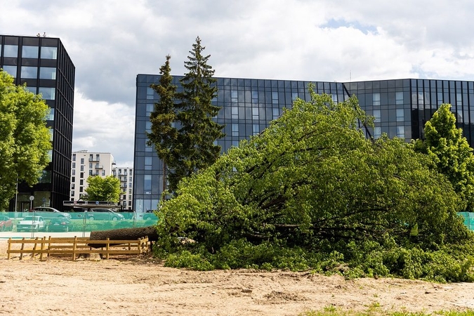 Savivaldybė kreipėsi į teismą dėl nesumokėtos baudos už ąžuolo Vilniaus centre nupjovimą