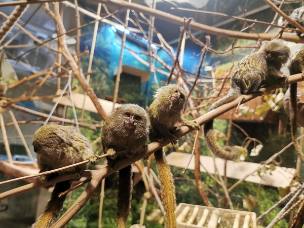 Zoologijos sode Vilniuje gimė du mažųjų beždžionių – nykštukinių marmozečių – jaunikliai