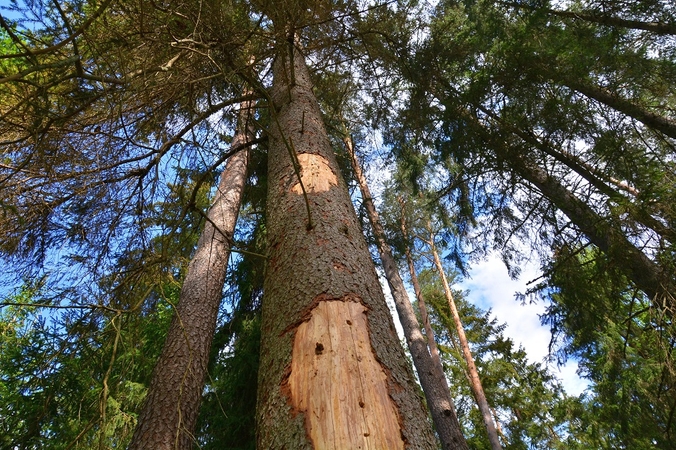 Žievėgraužio pažeistas medis – eglė.