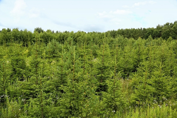 Klimato kaita: ar išnyks lietuvių taip mėgstama eglė?