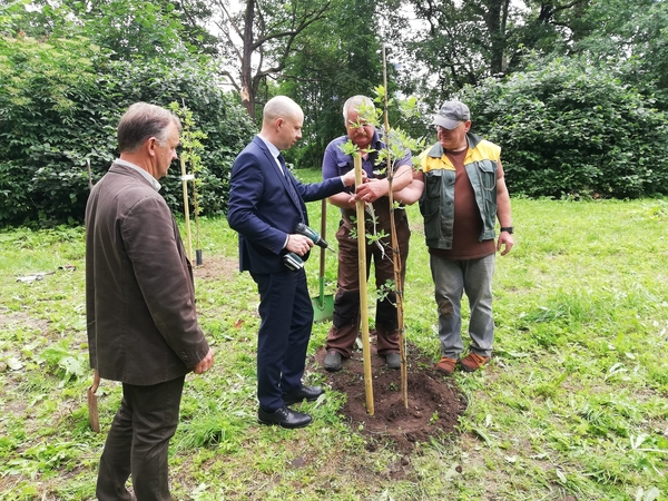 Vingio parke – ąžuoliukai visiems prisidėjusiems prie kovos su koronavirusu
