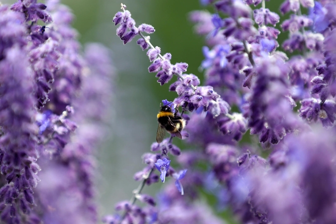 Aromaterapija: kai vaistus gali pakeisti natūralus produktas