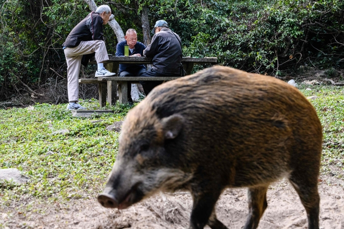 Apie kiaulių maro pavojų praneš informaciniai ženklai