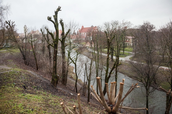 Prokurorų prašo aiškintis, kas nugenėjo medžius Vilnios krantinėje
