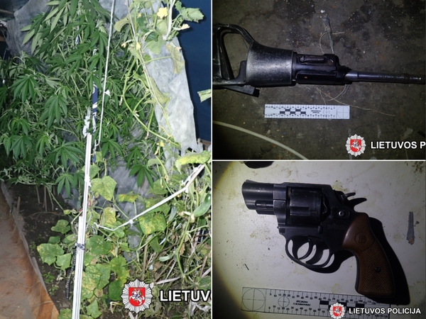Trakų policijos laimikis – pilnas šiltnamis kanapių ir ginklų arsenalas