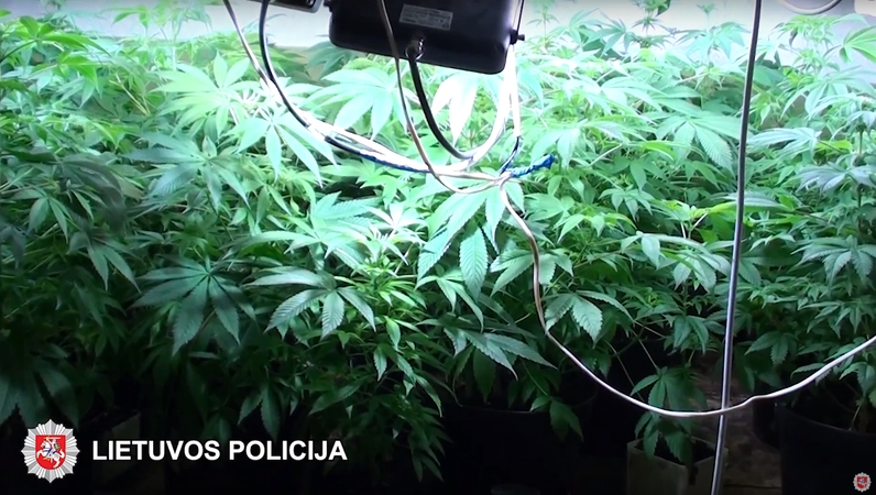 Po gyvenamuoju namu rado kanapių plantaciją