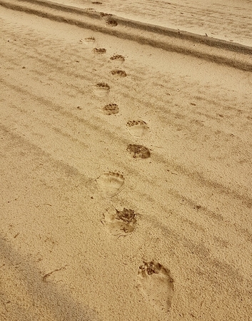 Lietuvoje – vėl meškos pėdsakai