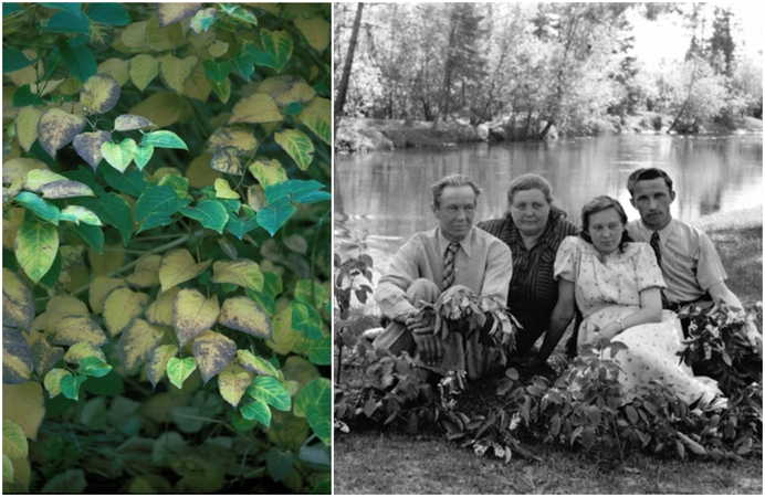 Jungtis: greta J. Lukio vaizdų metraščio eksponuojamos A. Lukio fotografijos iš ciklo „Ars Botanica“.