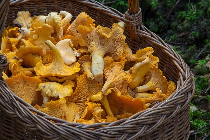 Ypatingos: voveraitės laikomos ypatingu delikatesu; pasižymi ne tik švelniu skoniu, bet ir naudingos sveikatai.