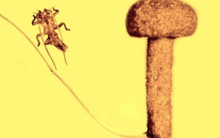Stulbinantis gintaro inkliuzas – 50 mln. metų sulaukęs grybas
