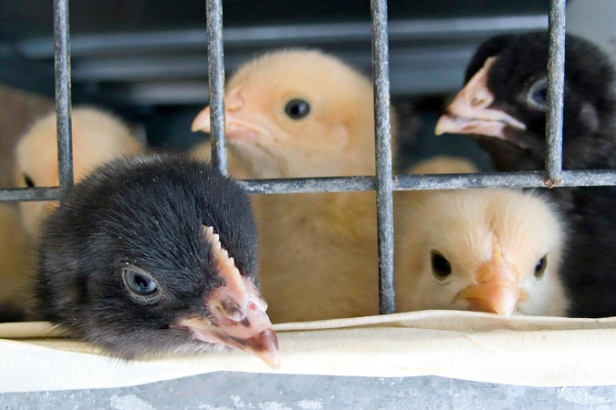 Danijos parduotuvėse nebeliks narvuose auginamų vištų kiaušinių