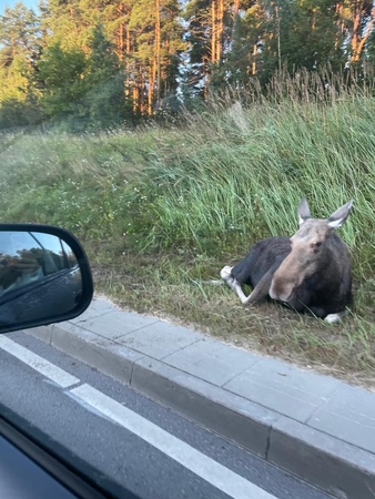 Avarija Vilniuje: automobilis susidūrė su į kelią išbėgusiu briedžiu