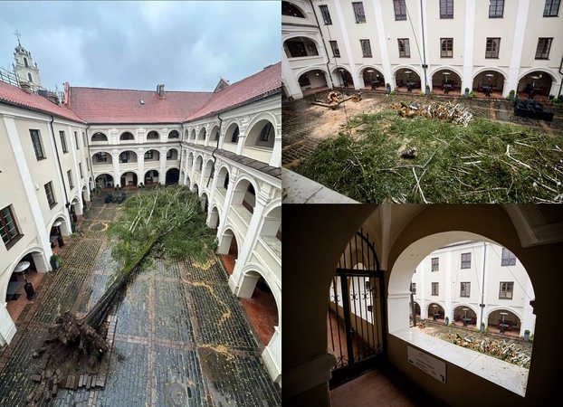 Vilniaus universiteto kieme audra išvertė seniausią Senamiesčio beržą