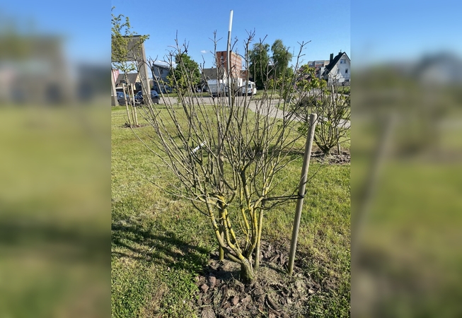 Neišgyveno: miestiečių pamėgtame Sakurų parke šalnos pakando dvi alyvas.