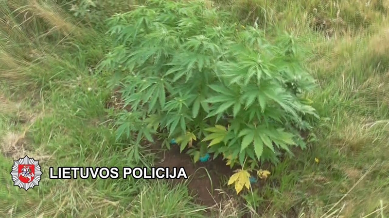 Uostamiestyje baigtas tyrimas dėl garaže ir laukuose augintų kanapių