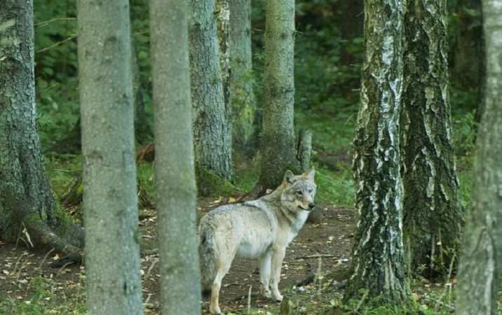 Baigtas vilkų medžioklės sezonas, sumedžioti 326 žvėrys