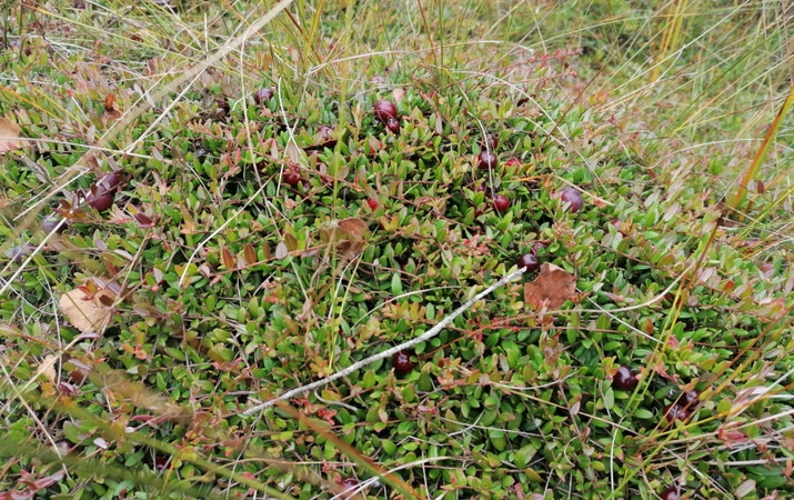 Asociatyvi nuotr.
