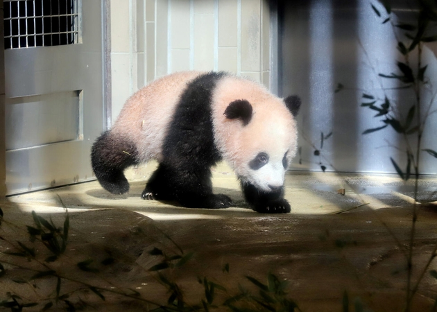 Mažylė panda pirmą kartą debiutavo prieš kameras