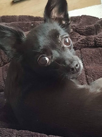 Kaune dingo kalytė Pupsė: namo negrįžta daugiau nei keturias dienas