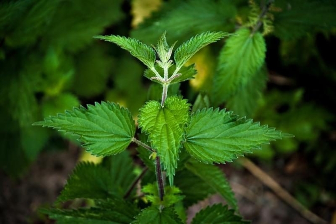 Asociatyvi nuotr.