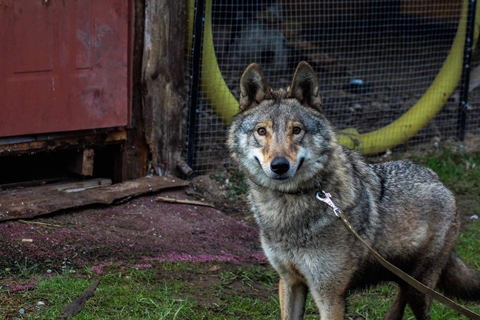 Garsioji vilko hibridė Luna pervežta į Lietuvos zoologijos sodą