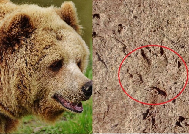 Į Telšių rajoną galėjo užklysti meška, gyventojai įspėjami atsargiai elgtis