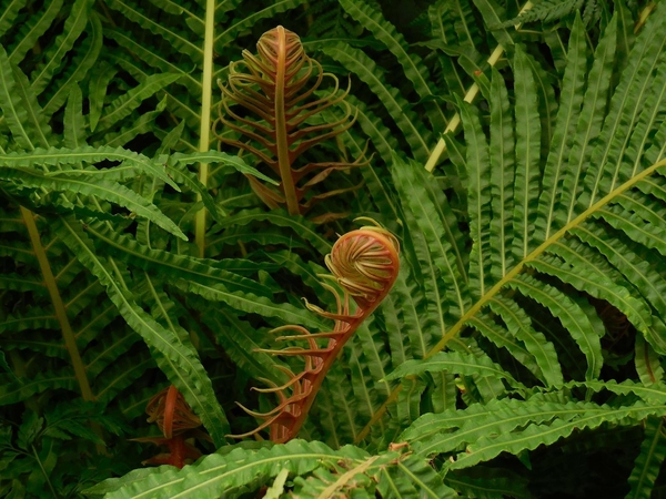 Papartis