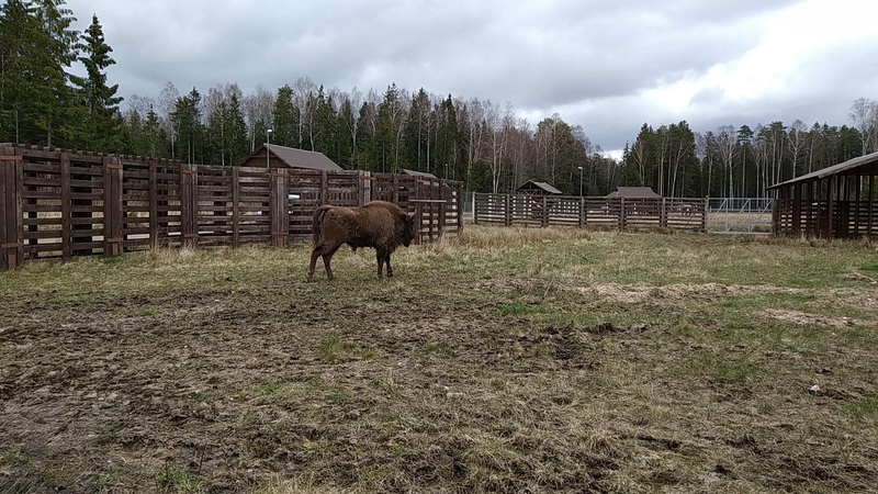 Į Žvėrinčių atkeliavo naujas gyventojas – beveik dviejų metų stumbriukas