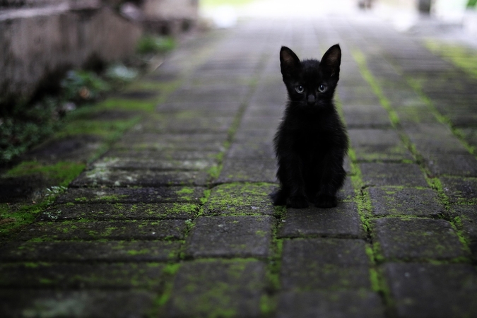 Katinams prireikė pagalbos: vienas įstrigo sienoje, kitas dvi savaites neišlipo iš aukštos eglės
