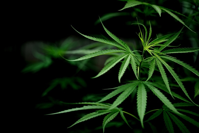 Tyrimas: JAV labai išaugo vaikų, atsitiktinai suvalgiusių užkandžių su marihuana, skaičius