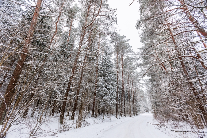 Teismas įpareigojo Šiaulių savivaldybę iš naujo vertinti skundus dėl sklypo Pabalių miške