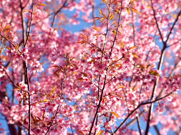 Sakuros – ne tik pavasario, bet ir globalių klimato pokyčių pranašai