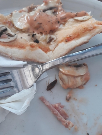 „Katpėdėlė“ vėl skundžiama dėl tarakonų