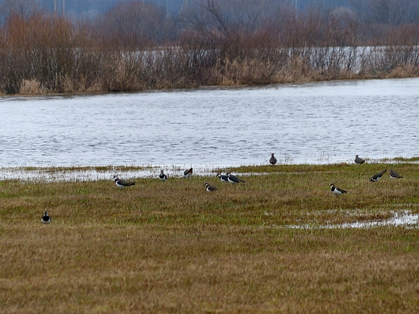 Pamaryje – šimtai pempių, grįžo vieversiai