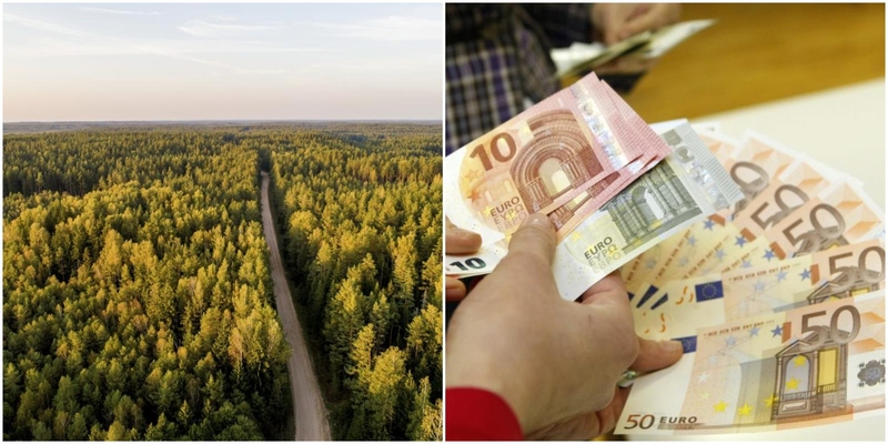 Seimas apribojo miško žemės pirkimą: bus galima turėti 1500 hektarų