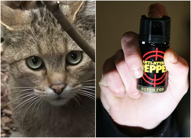 Nusprendė pamokyti katiną pervažiavusį vairuotoją: į akis pripurškė dujų
