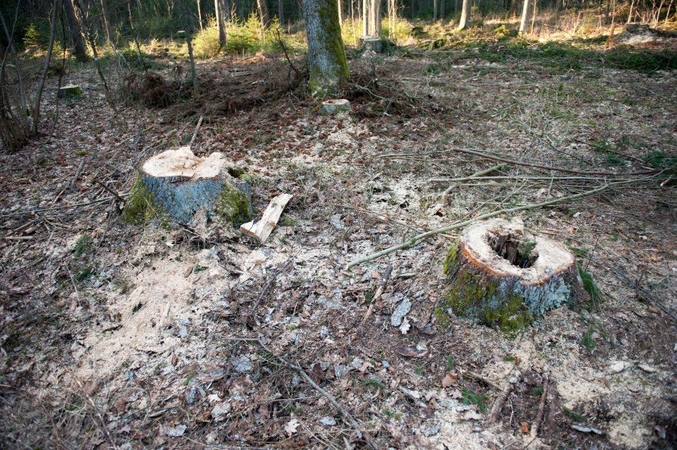 Varėnoje iškirstas įmonei priklausantis miškas, nuostolis – 20 tūkst. eurų