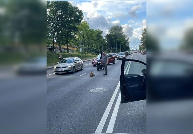 Judrioje sostinės gatvėje automobilis partrenkė stirną