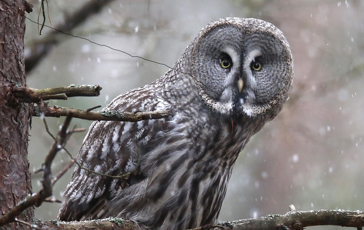 Kauno Tado Ivanausko zoologijos muziejuje – pažintis su paslaptingu pelėdų gyvenimu